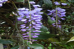 Wisteria sinensis